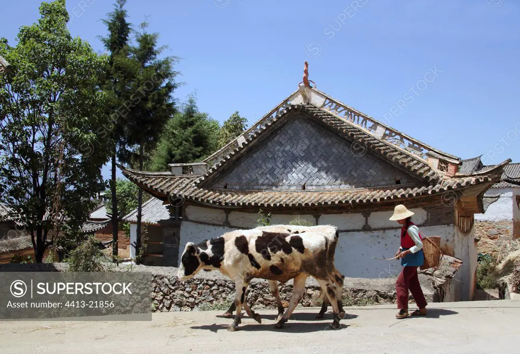 Farm and its cattle Yunnan China