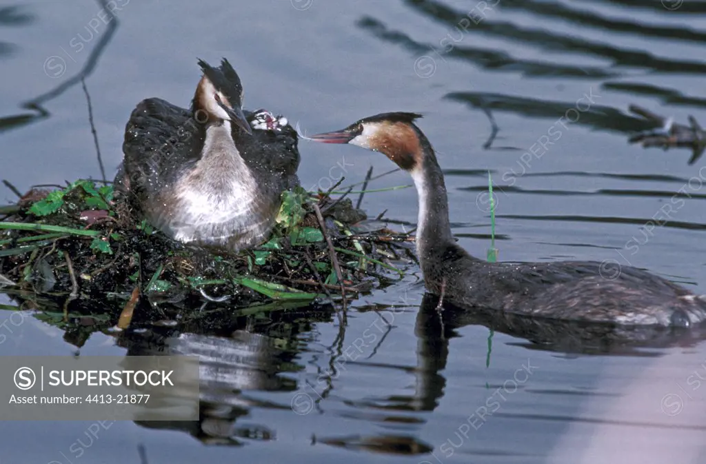 Great Crested Grebe nutritive small sound Lorraine France