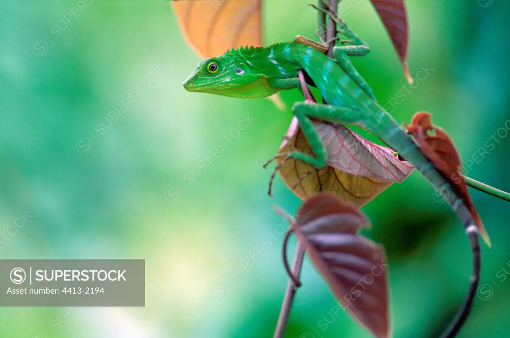 Crested Lizard climbing on a liana Borneo
