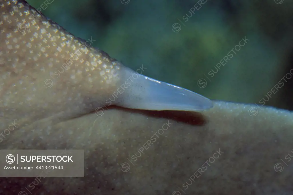 Detail of the backbone of the Japanese bullhead shark