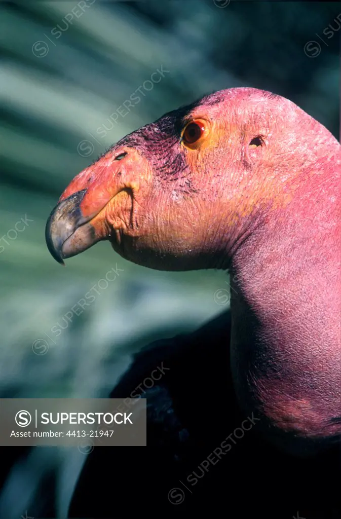 Portrait of a Condor of California the USA