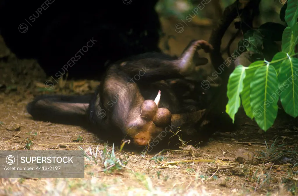 Male Chimpanzee lying down on the ground Africa