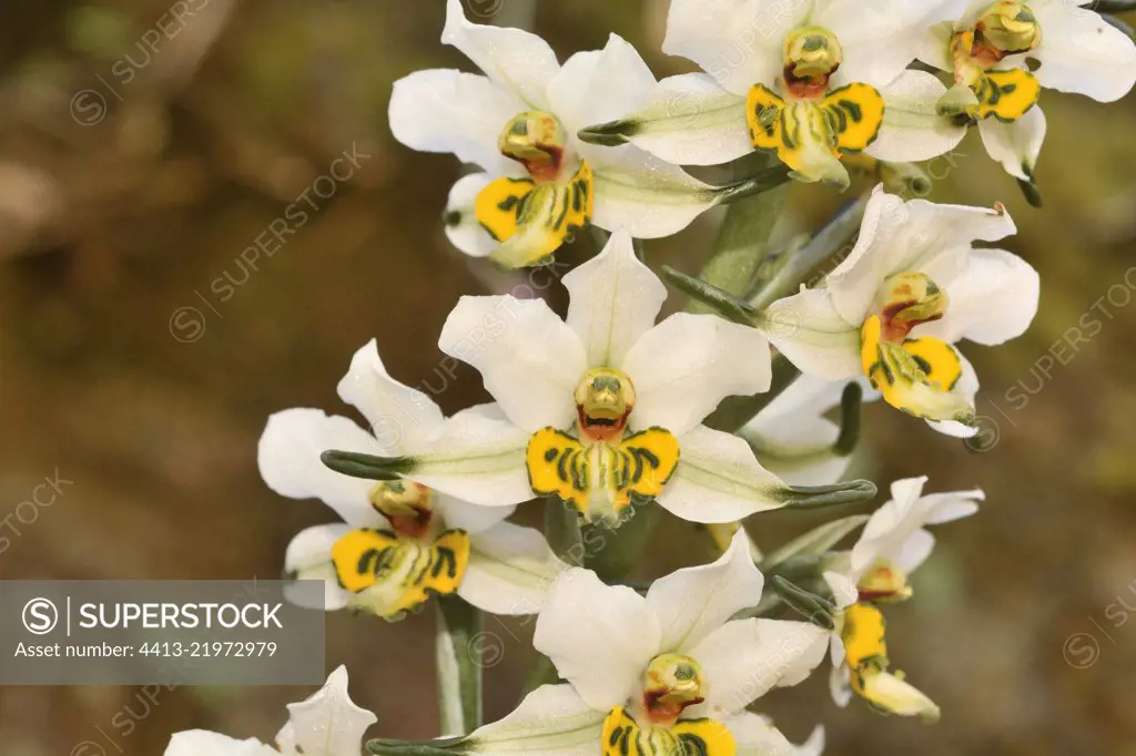 Gavilea longibracteata, Orchidaceae endemic to Chile, Parque nacional La Campana, V Region of Valparaiso, Chile