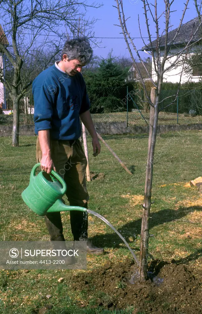 Man watering a tree after plantation France