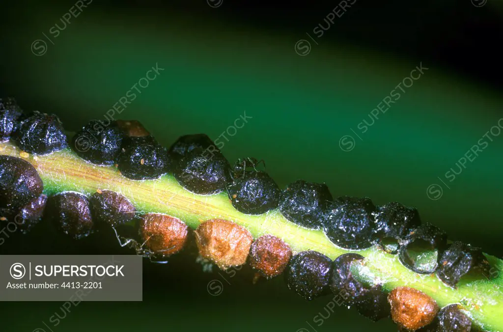 Cochineals and ants on an Oleander stem France