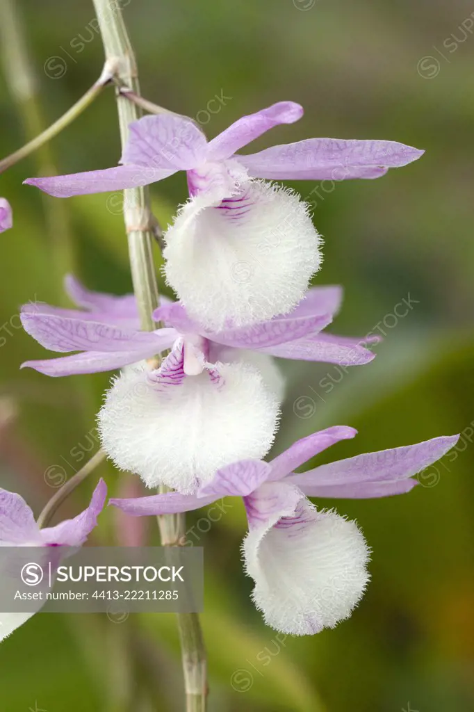 Orchid (Dendrobium aphyllum)