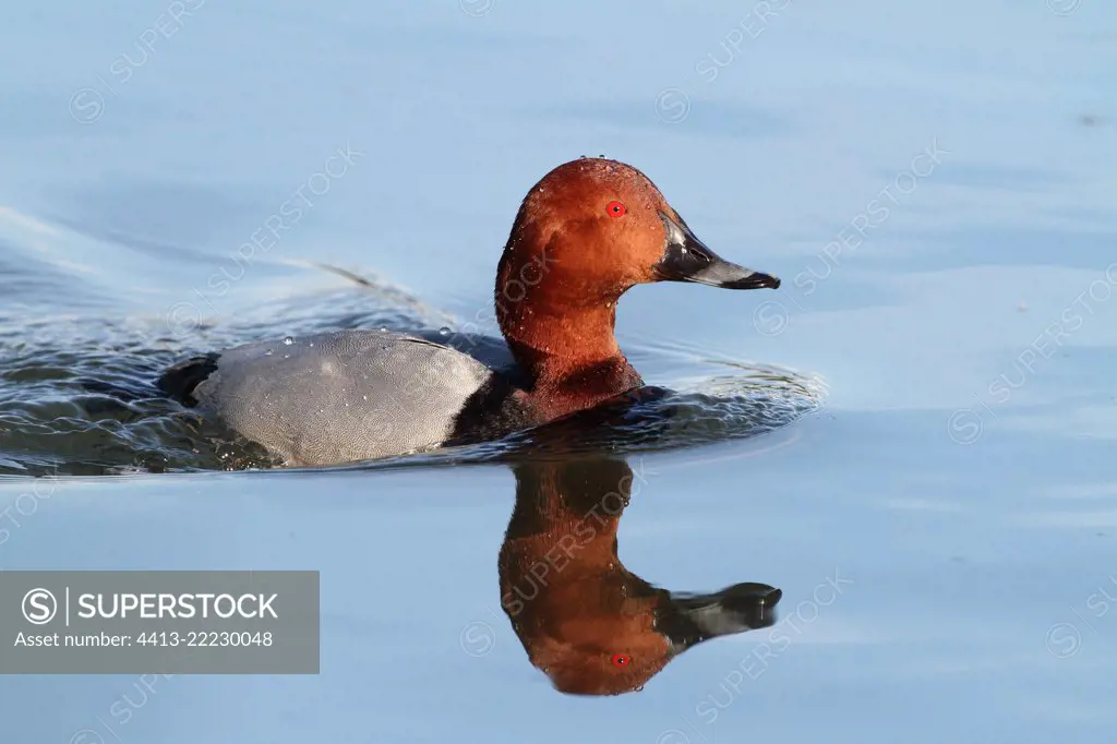 Common Pochard (Aythya ferina) male on water, Dombes, Ain, France