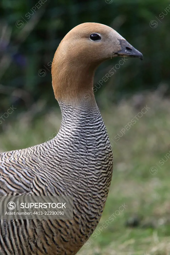 Ruddy-headed Goose (Chloephaga rubidiceps) portrait