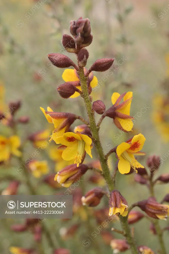 Algarrobilla (Balsamocarpon brevifolium) endemic to Chile, near Freirina, III Atacama Region, Chile