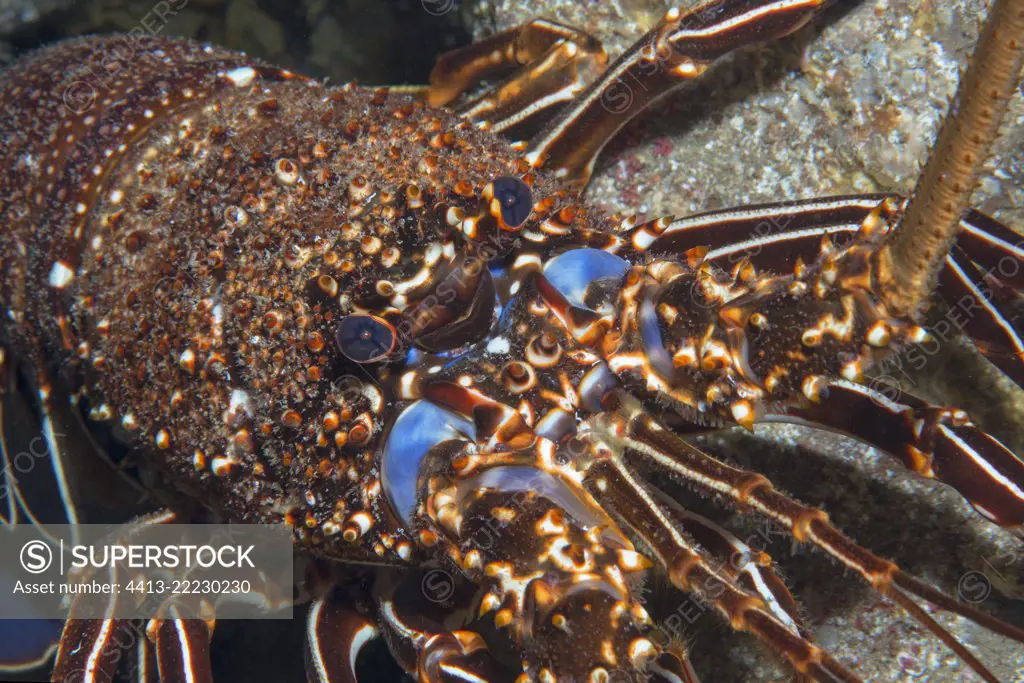 Painted spiny lobster (Panulirus echinatus). Tenerife, Canary Islands.