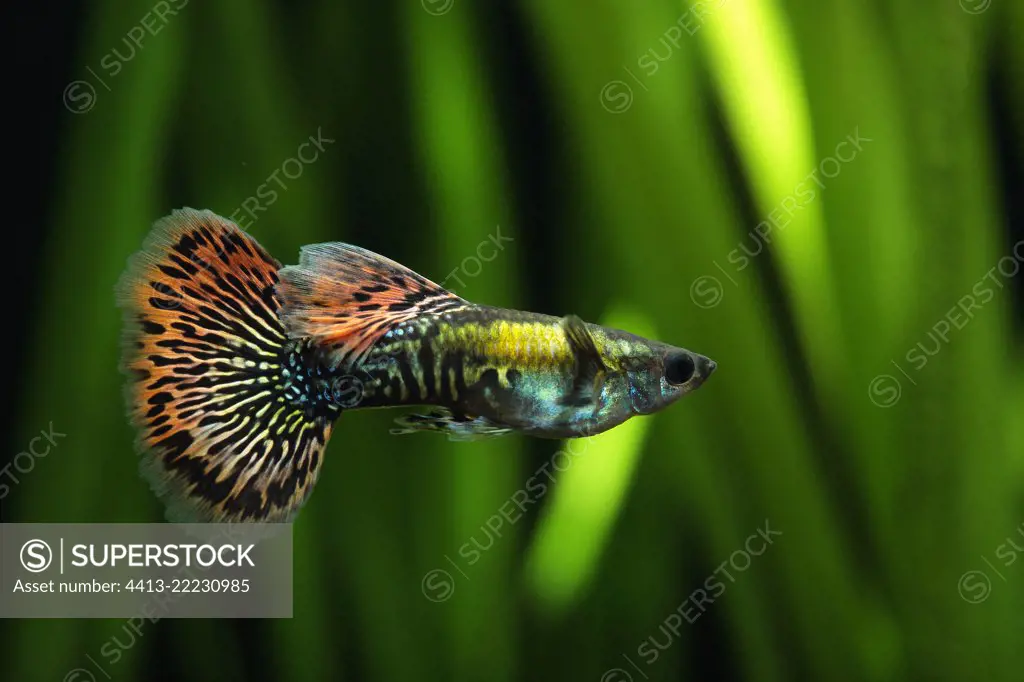 Guppy (Poecilia reticulata) male guppy mozaic in aquarium