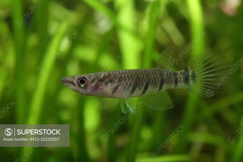 Striped panchax (Aplocheilus lineatus), Striped panchax profil in aquarium
