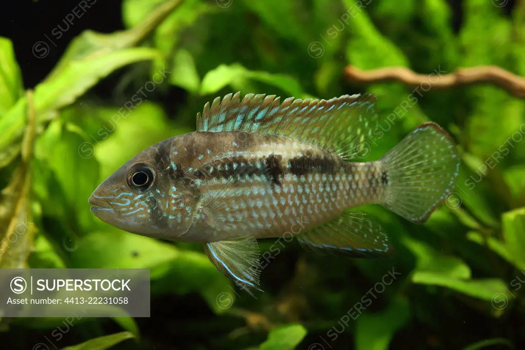 Inca Stone Fish (Tahuantinsuyoa macantzatza) male profil in aquarium
