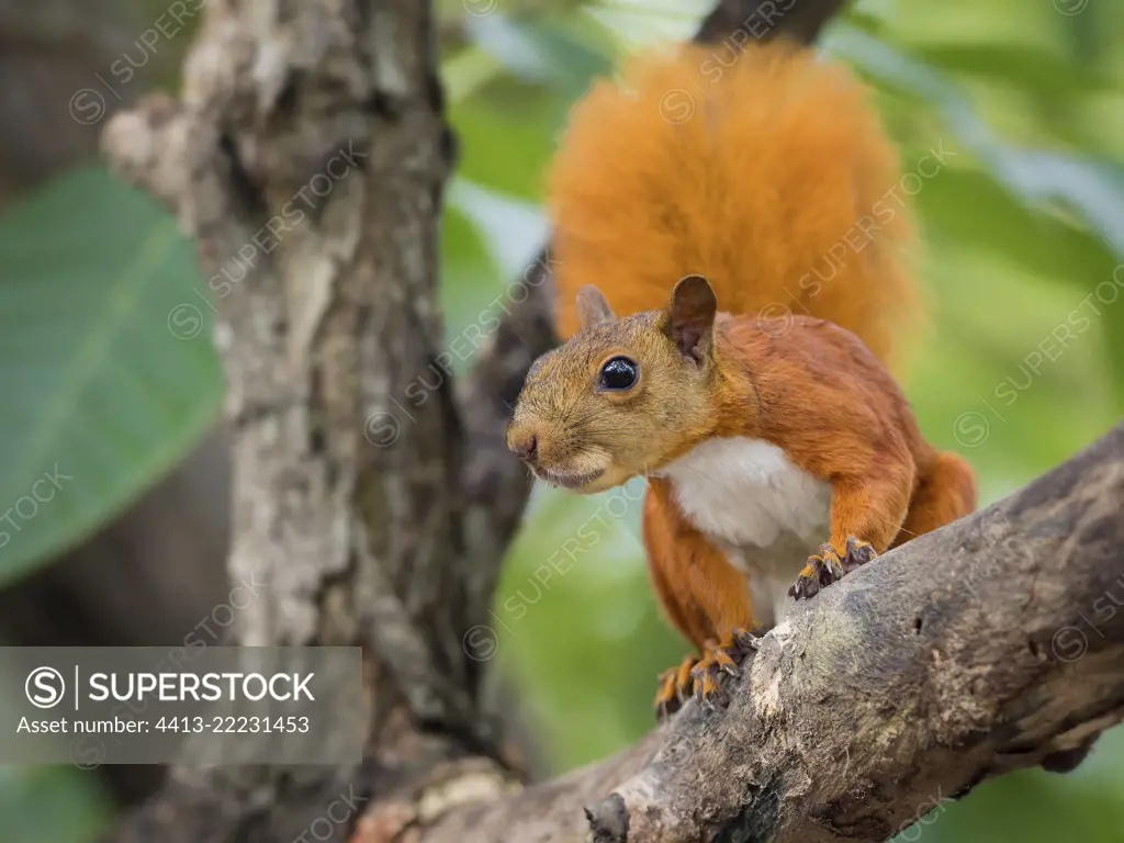 Red-tailed squirrel (Sciurus granatensis), Cartagena, Colombia, October