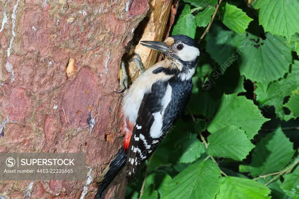 Great Spotted Woodpecker (Dendrocopos major) adult female observing at the entrance of her lodge dug in a dead fir tree, June, South Finistère, France