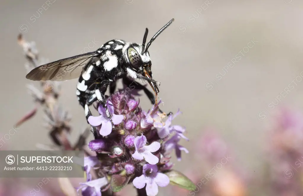 Cuckoo Bee (Thyreus histrionicus) female grooming on Thyme, Mont Ventoux Biosphere reserve, France