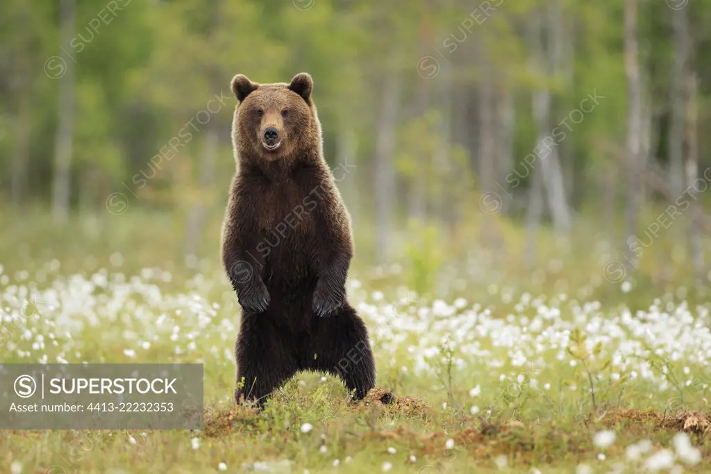 Brown Bear (Ursus arctos) standing on its hind legs on a peat bog, Finland