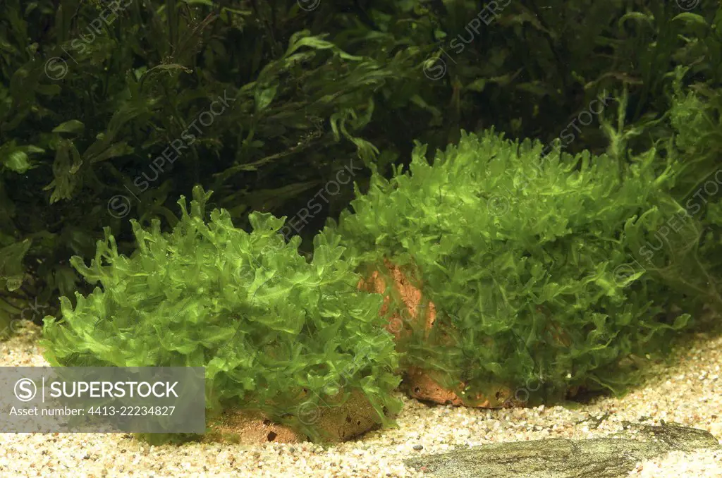 Liveworts (Monosolenium tenerum ; syn. : Pellia endiviaefolia) in aquarium