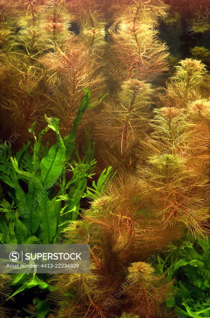 Red Watermilfoil (Myriophyllum tuberculatum) in aqaurium
