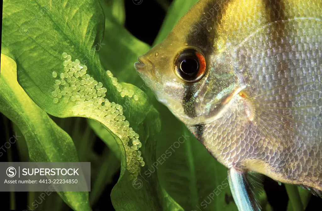 Altum angelfish (Pterophyllum altum) guarding eggs