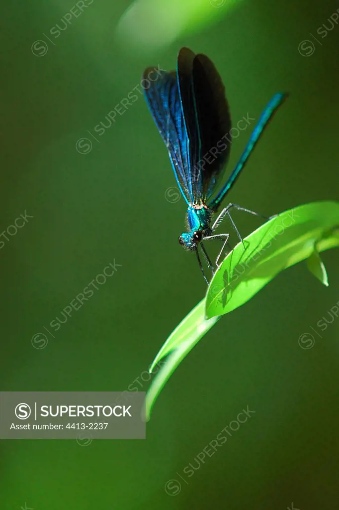 Blue dragonfly whose shade is stretched on a sheet France