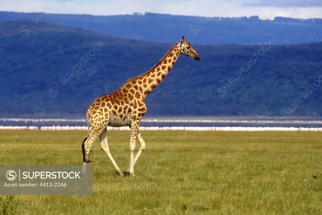 Giraffe going in the savanna Kenya