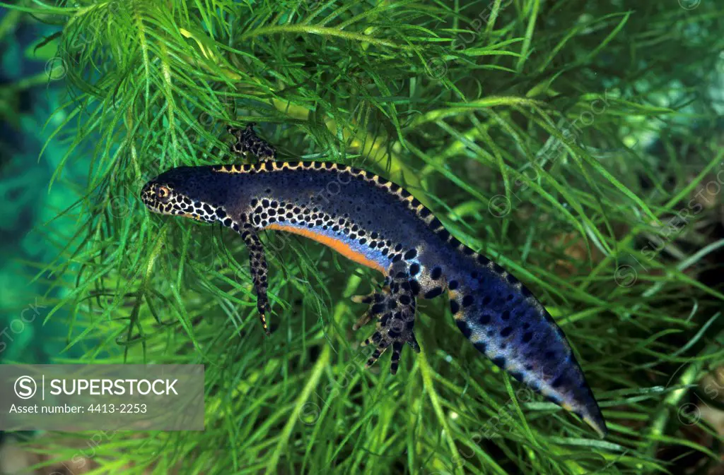 Male Alpine newt swimming with bridal livery France