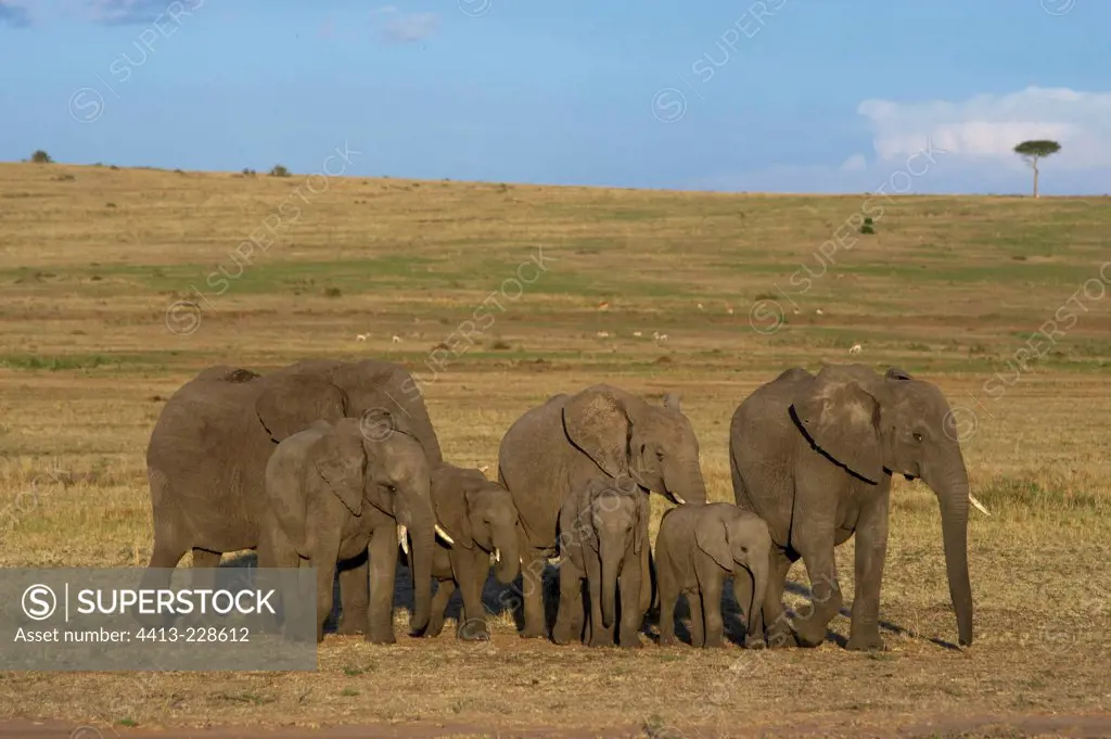 African Elephants in the savanna Masai Mara Kenya