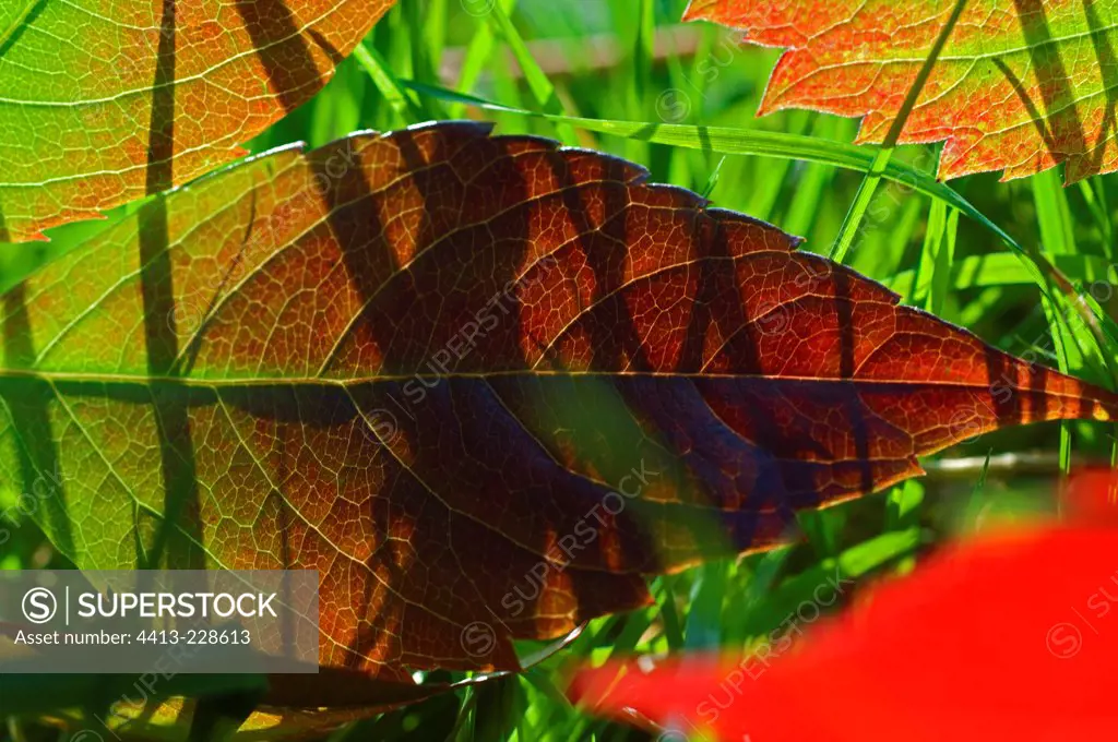 Autumn leaf detail