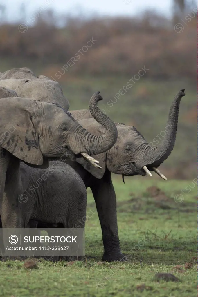 African elephants trumpeting Masai Mara Kenya