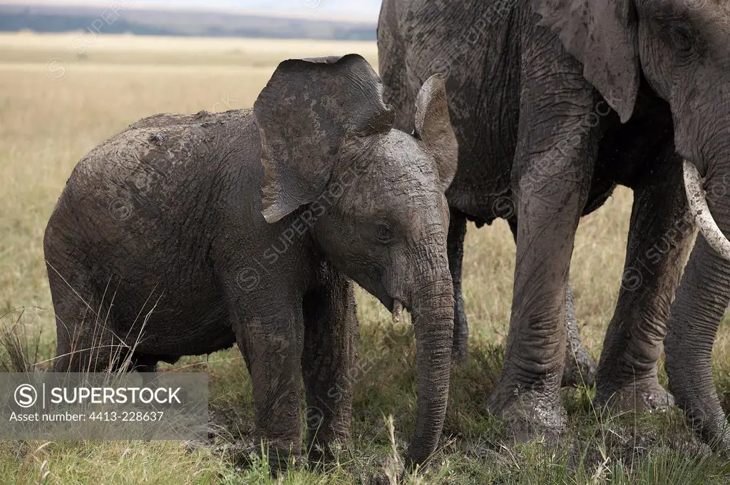 Young African Elephant Masai Mara Kenya