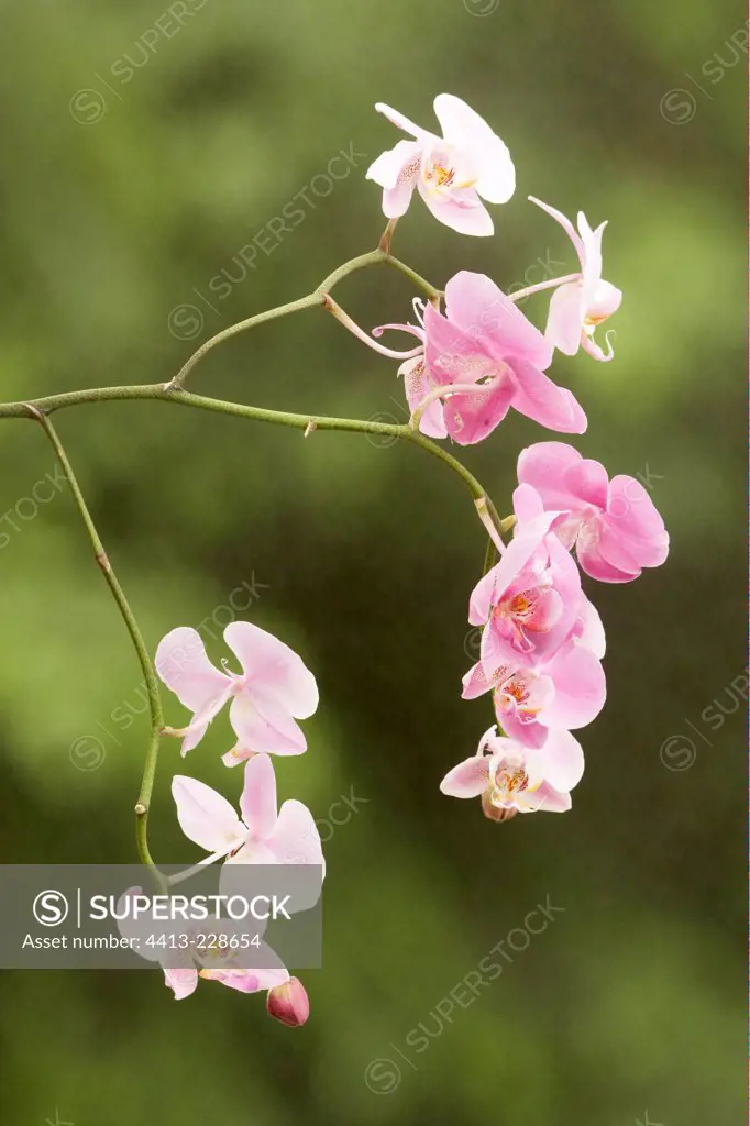 Orchid horticultural France