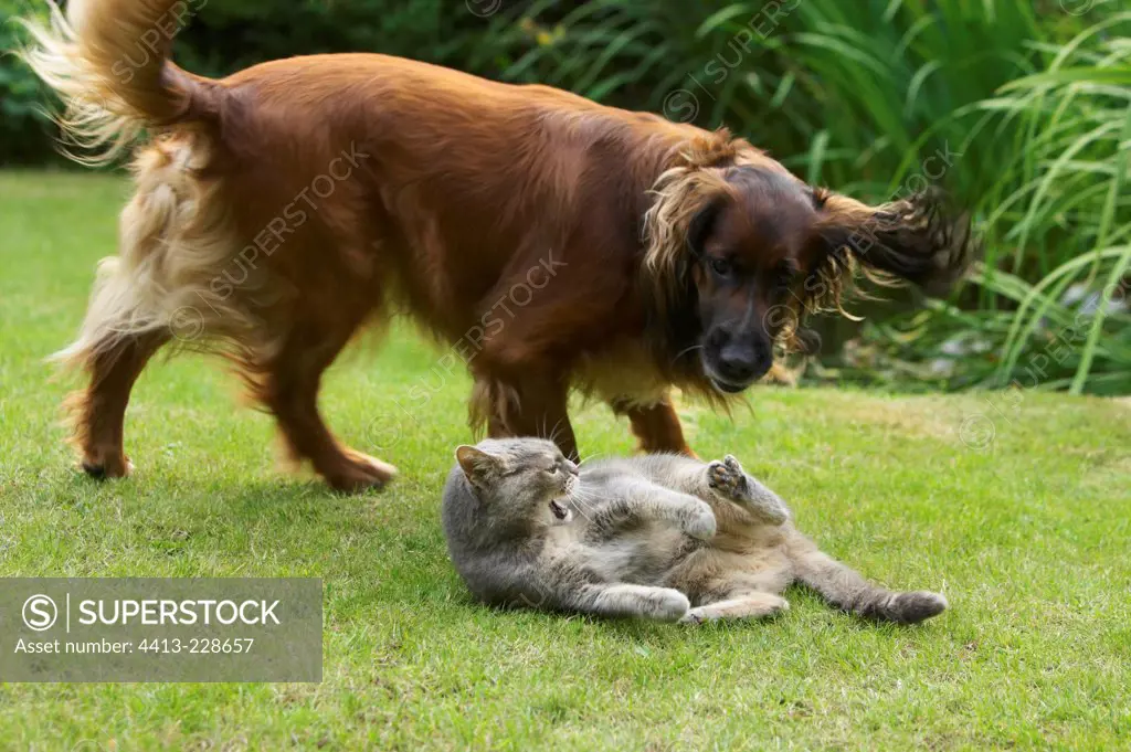 Cat and dog playing in the grass France