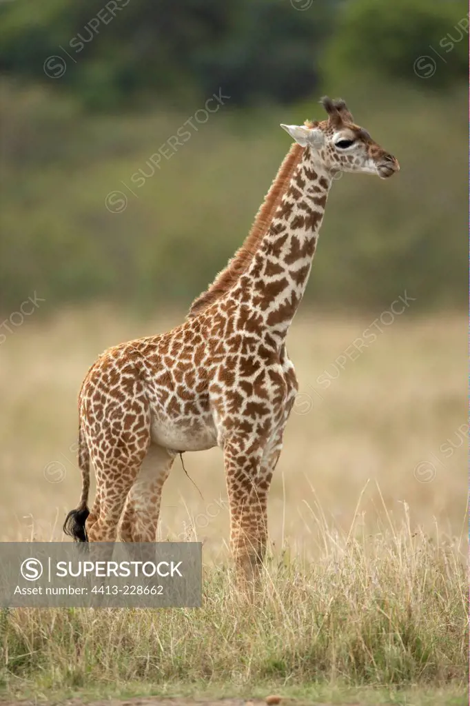 Young Masai giraffe Masai Mara National Reserve Kenya