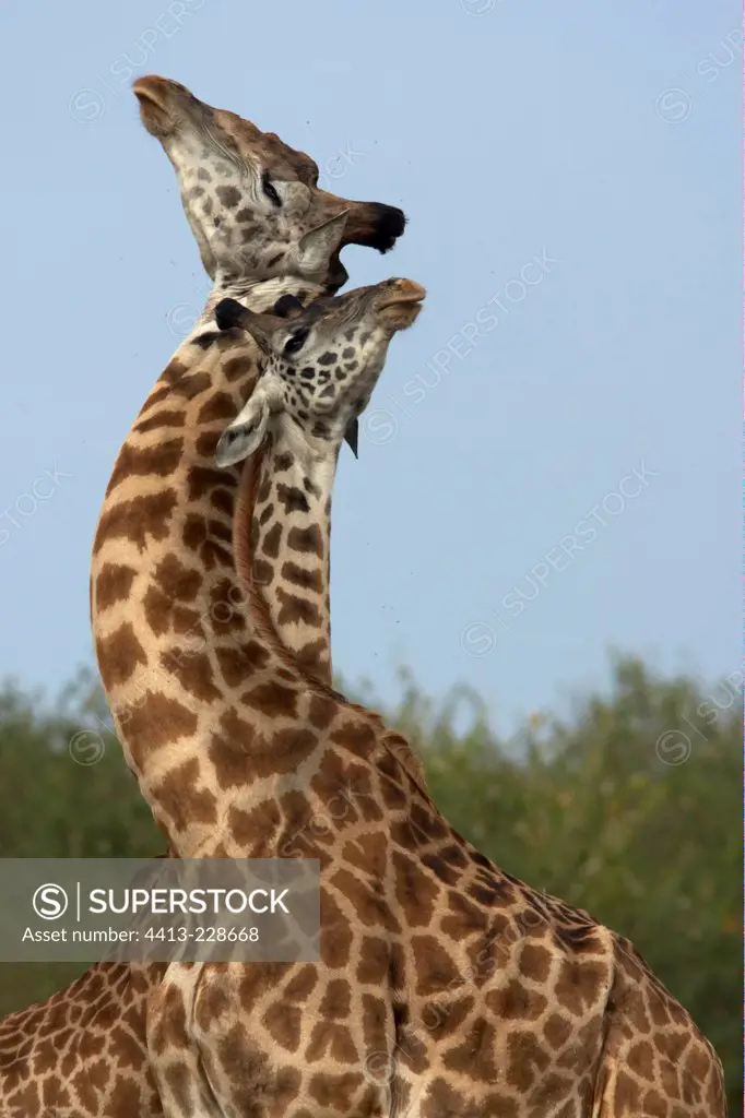Masai giraffe fighting Masai Mara National Reserve Kenya