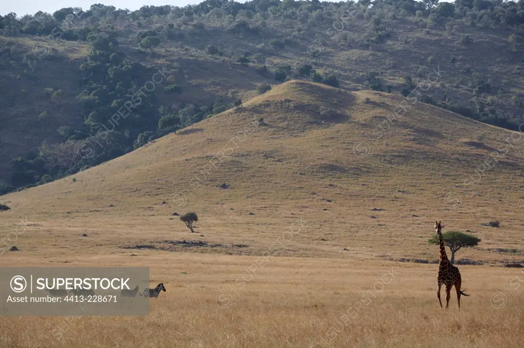 Masai giraffe and Zebras Masai Mara National Reserve Kenya