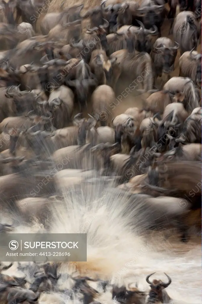Wildebeests crossing a river during migration Masai Mara