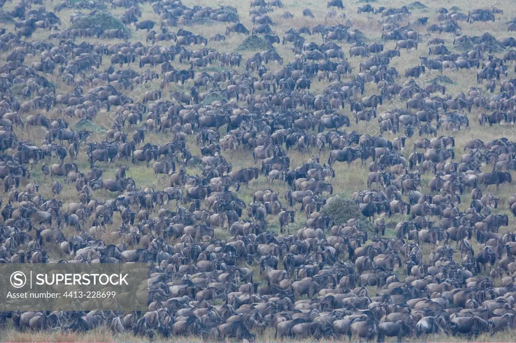 Migrating Wildebeests Masai Mara Kenya