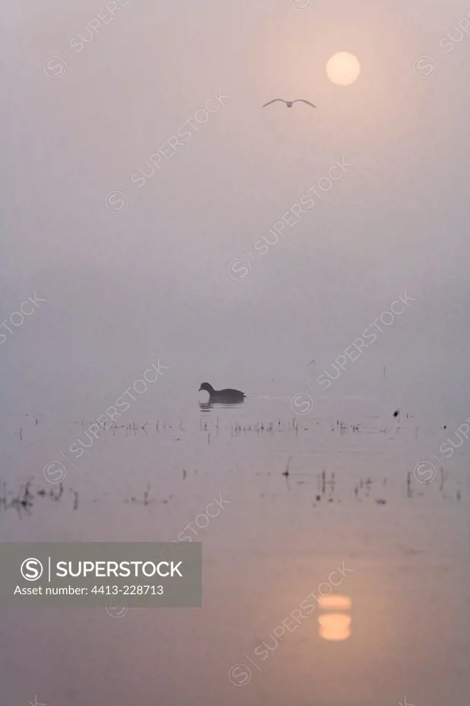 Silhouette of Black-headed gull and Common coot Dombes