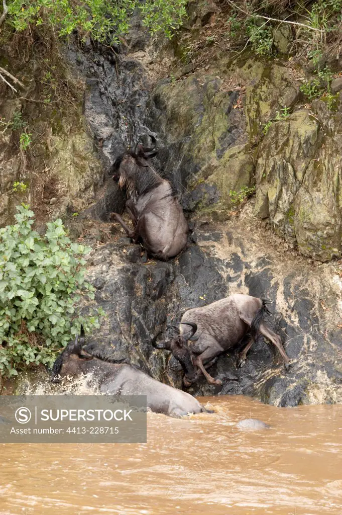 Wildebeests after crossing a river Masai Mara Kenya