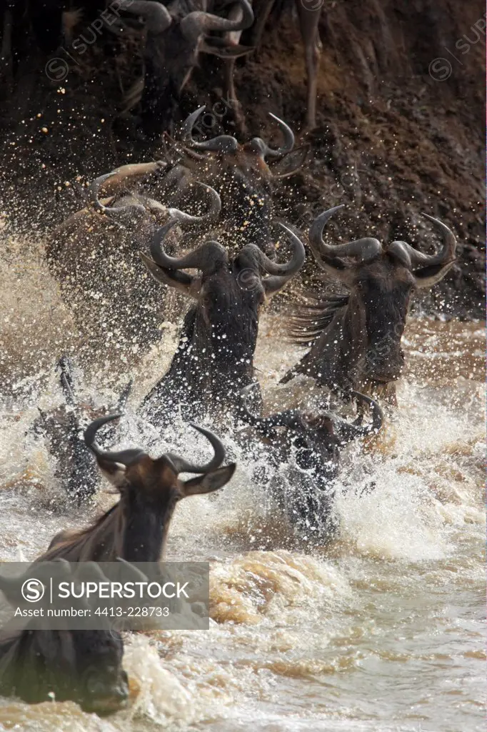 Wildebeests crossing a river during migration Masai Mara