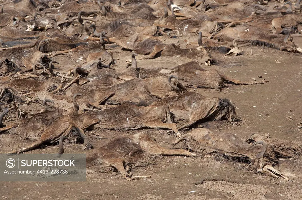 Carcasses of Wildebeest ground riverside Masai Mara Kenya