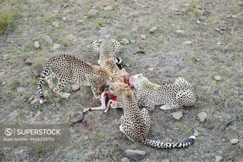 Cheetah and youngs 1 year old eating a gazelle Masai Mara