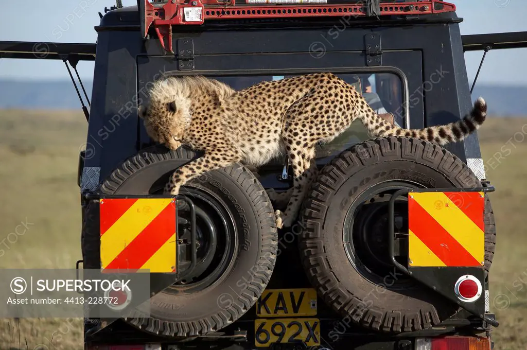 Cheetah vehicle vision Masai Mara Kenya