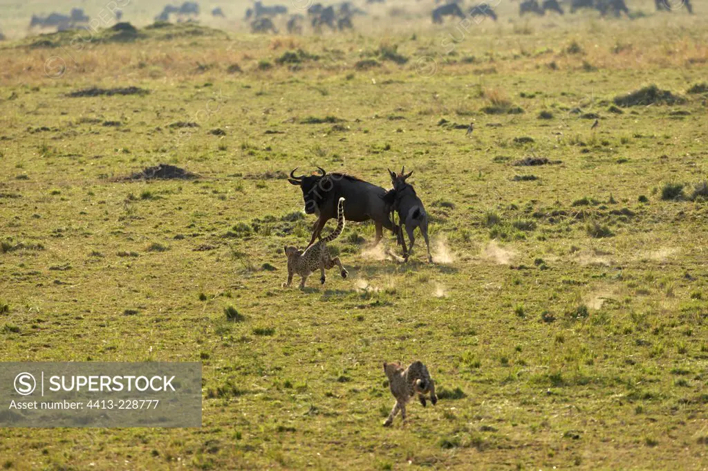Cheetahs attacking a Wildebeest and his calf Masai Mara
