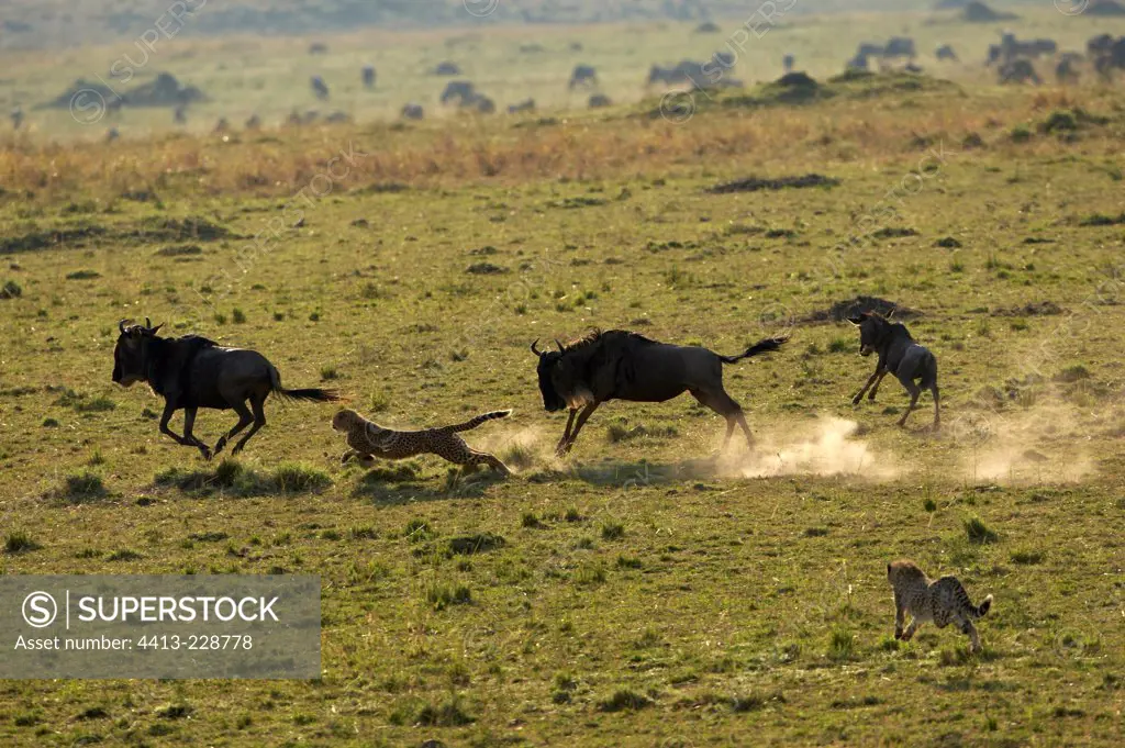 Cheetahs attacking a Wildebeest and his calf Masai Mara