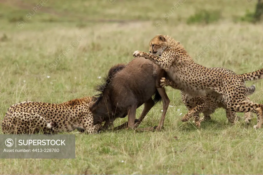 Cheetahs capturing a Wildebeest Masai Mara Kenya