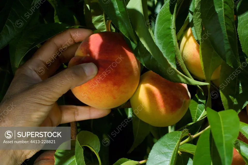 Picking peaches in the garden