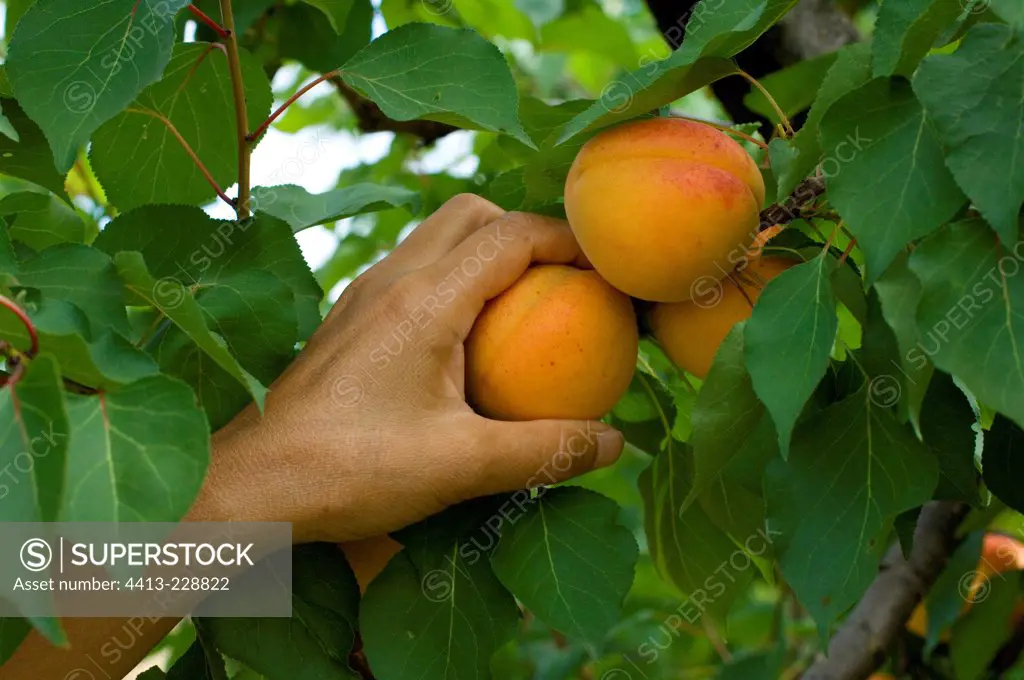 Picking apricots in the garden