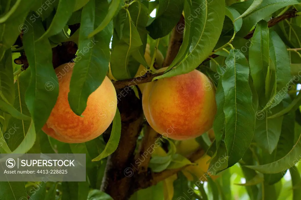 Peaches on the branch in a garden